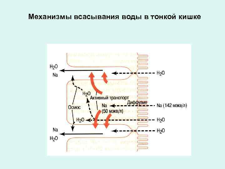 Механизмы всасывания воды в тонкой кишке 
