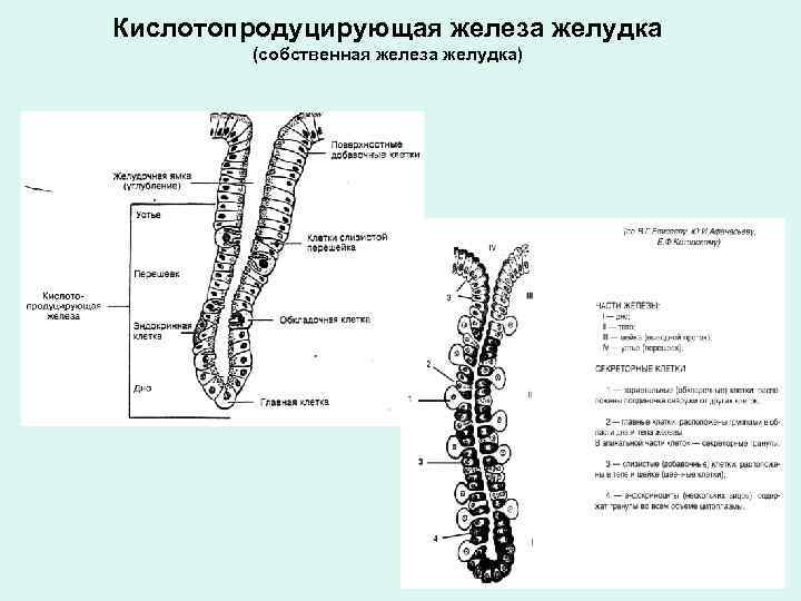 Усиление интенсивности деятельности желез желудка