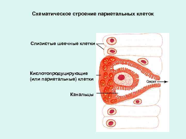 Слизистые клетки. Париетальные клетки желудка вырабатывают. Обкладочные клетки желудка строение. Строение париетальной клетки желудка. Париетальные клетки слизистой оболочки желудка секретируют.