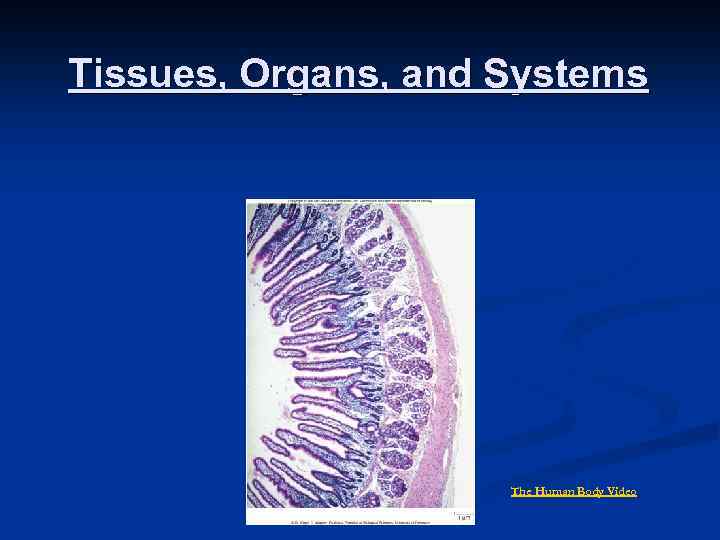 Tissues, Organs, and Systems The Human Body Video 