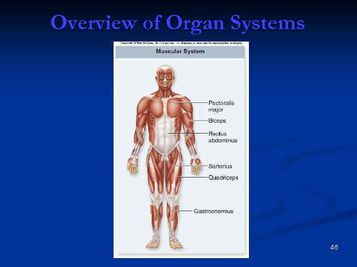 Overview of Organ Systems 46 