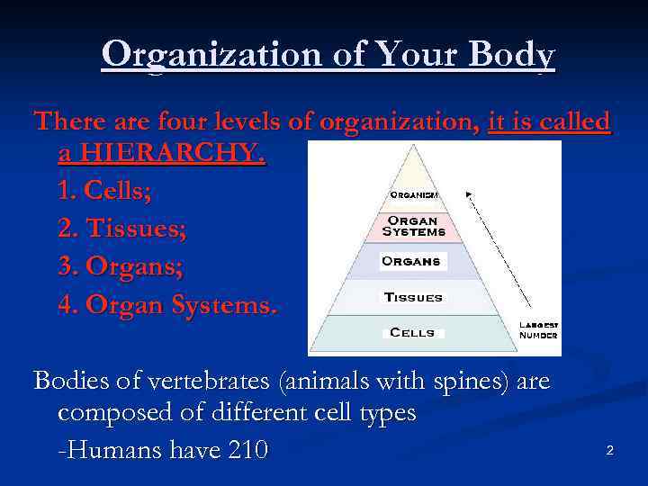 Organization of Your Body There are four levels of organization, it is called a