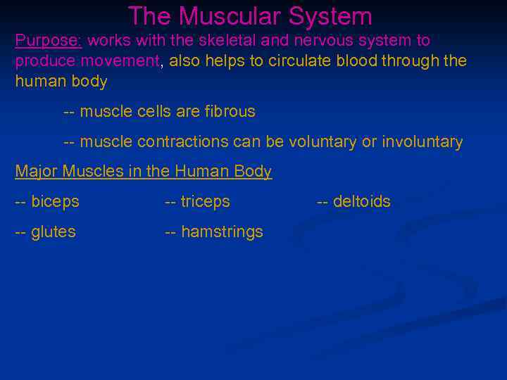 The Muscular System Purpose: works with the skeletal and nervous system to produce movement,