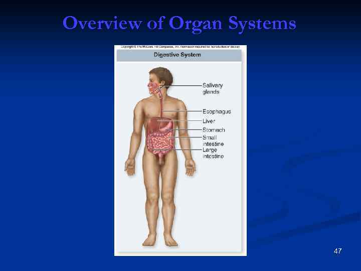 Overview of Organ Systems 47 