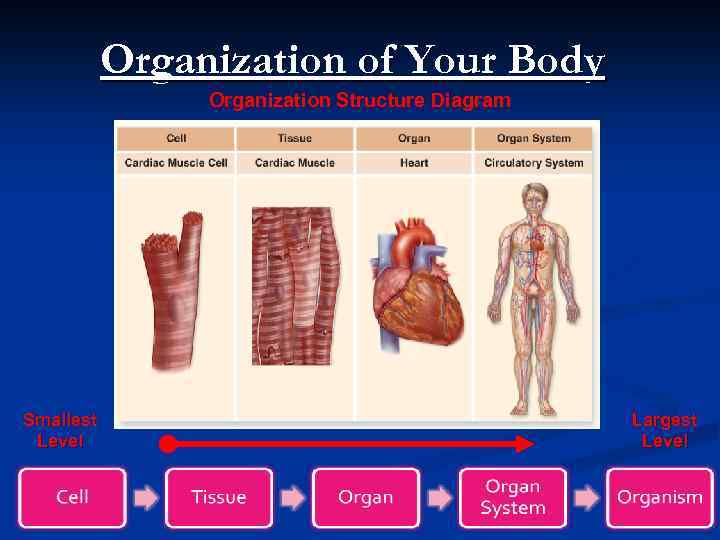 Organization of Your Body Organization Structure Diagram Smallest Level Largest Level 5 