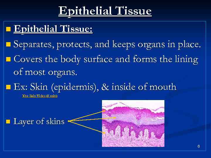 Epithelial Tissue n Epithelial Tissue: n Separates, protects, and keeps organs in place. n