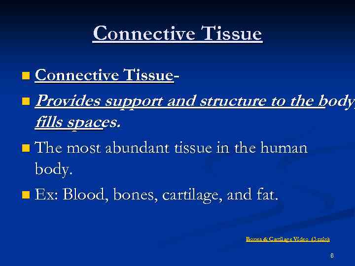 Connective Tissue n Connective Tissue- n Provides support and structure to the body, fills