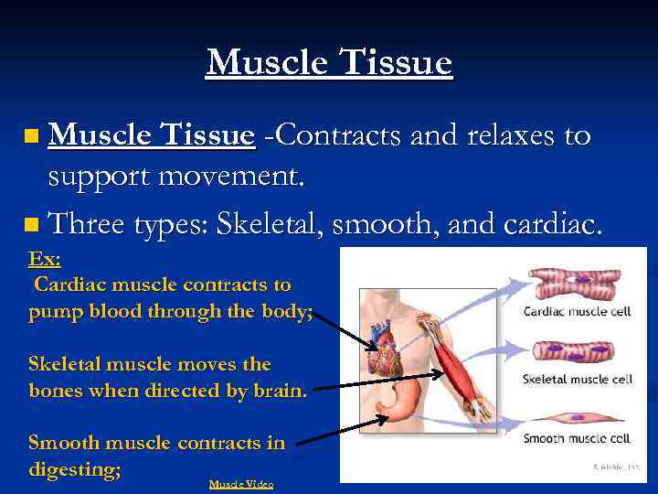 Muscle Tissue n Muscle Tissue -Contracts and relaxes to support movement. n Three types: