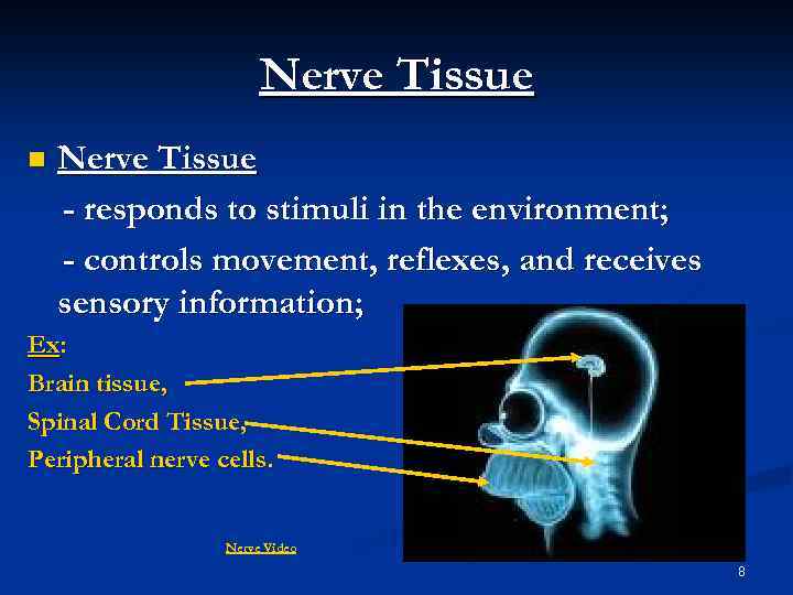 Nerve Tissue n Nerve Tissue - responds to stimuli in the environment; - controls