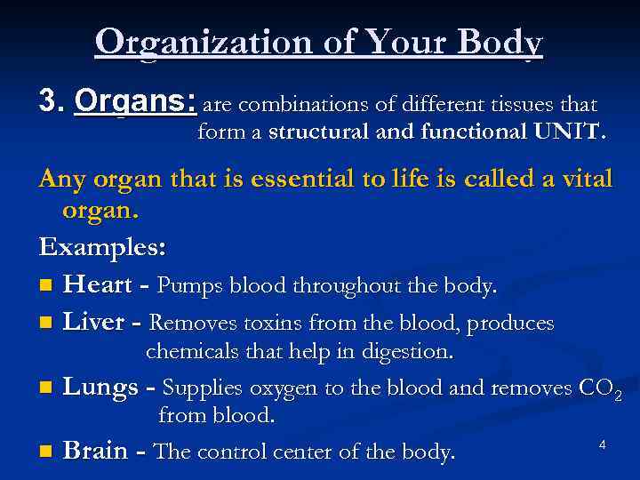 Organization of Your Body 3. Organs: are combinations of different tissues that form a