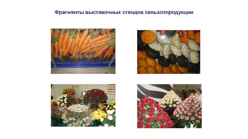 Фрагменты выставочных стендов сельхозпродукции 