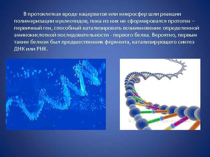  В протоклетках вроде кацерватов или микросфер шли реакции полимеризации нуклеотидов, пока из них