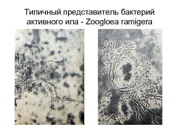 Активный ил. Бактерии Zoogloea ramigera. Микроорганизмы активного ила для очистки сточных вод. Микроорганизмы активного ила под микроскопом. Микроорганизмы активного ила видовой состав.
