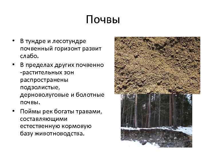 Почвы тундры в России. Лесотундра Тип почвы. Почвы и их свойства тундры