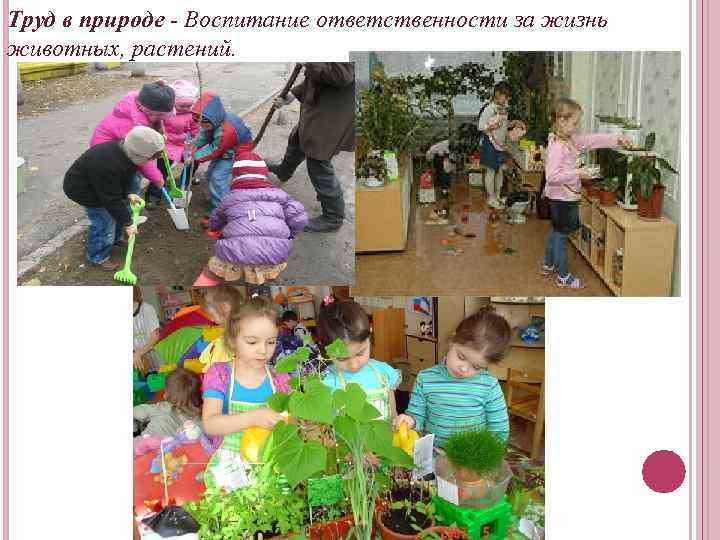 Труд в природе - Воспитание ответственности за жизнь животных, растений. 