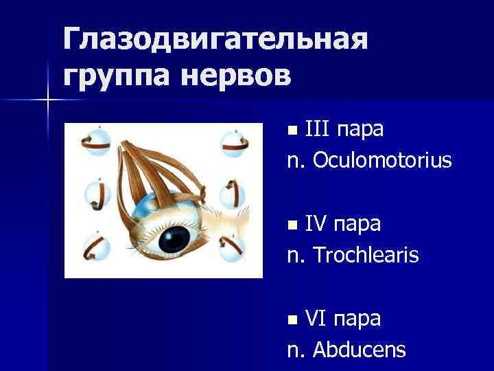 Глазодвигательная группа нервов III пара n. Oculomotorius n IV пара n. Trochlearis n VI