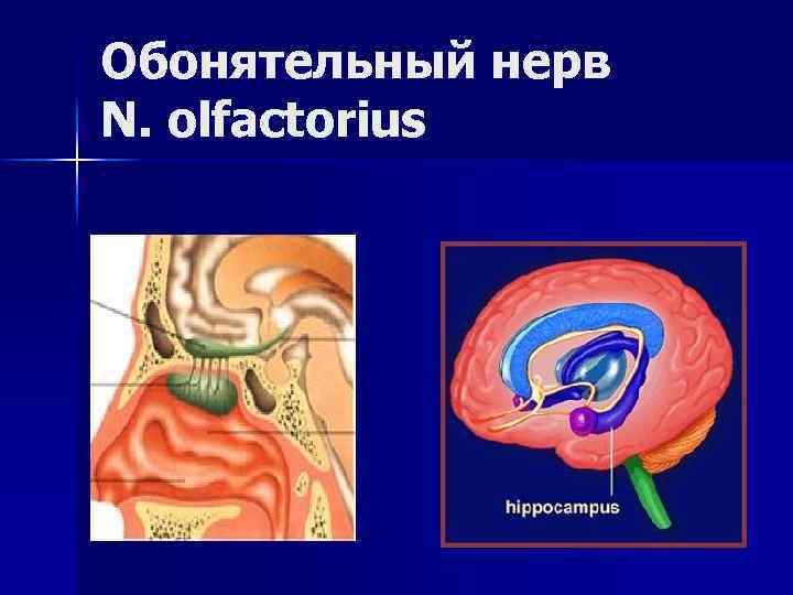 Обонятельный канал. Нерв olfactorius. N olfactorius неврология. Обонятельный нерв. N olfactorius путь.