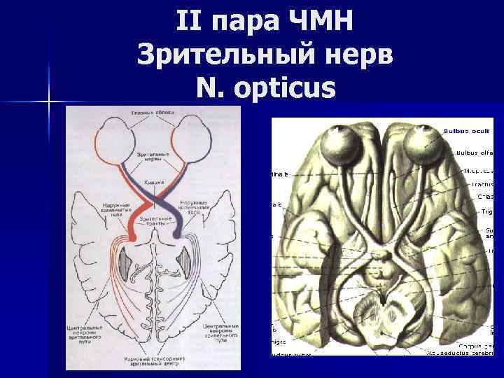 II пара ЧМН Зрительный нерв N. opticus 