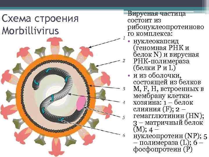 Схема строения Morbillivirus Вирусная частица состоит из рибонуклеопротеиново го комплекса: • нуклеокапсид (геномная РНК