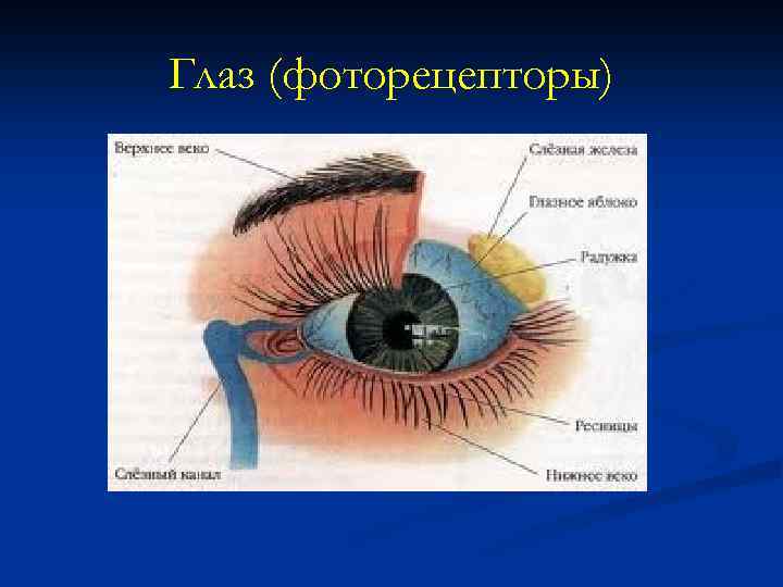 Глаз (фоторецепторы) 