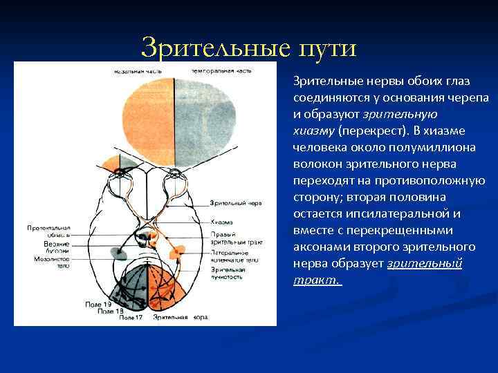 Зрительные пути Зрительные нервы обоих глаз соединяются у основания черепа и образуют зрительную хиазму