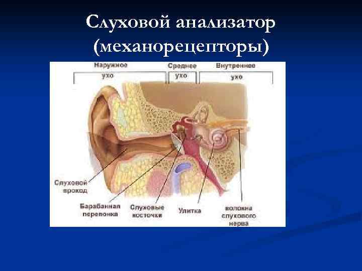 Слуховой анализатор (механорецепторы) 