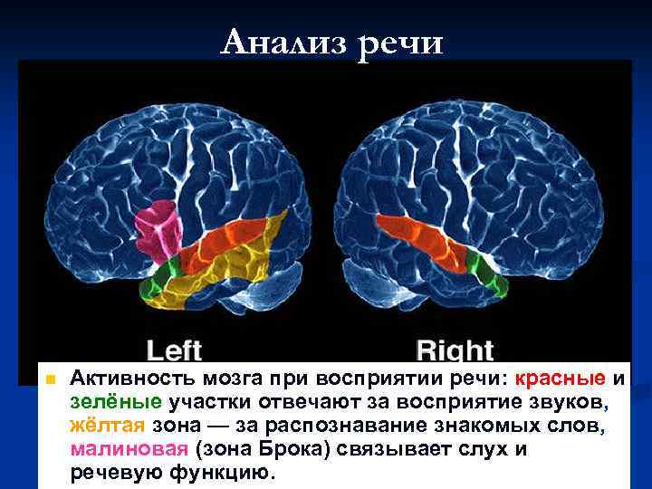 Анализ речи n Активность мозга при восприятии речи: красные и зелёные участки отвечают за