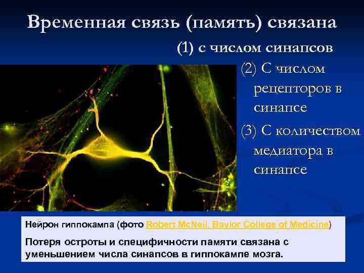 Временная связь (память) связана (1) с числом синапсов (2) С числом рецепторов в синапсе