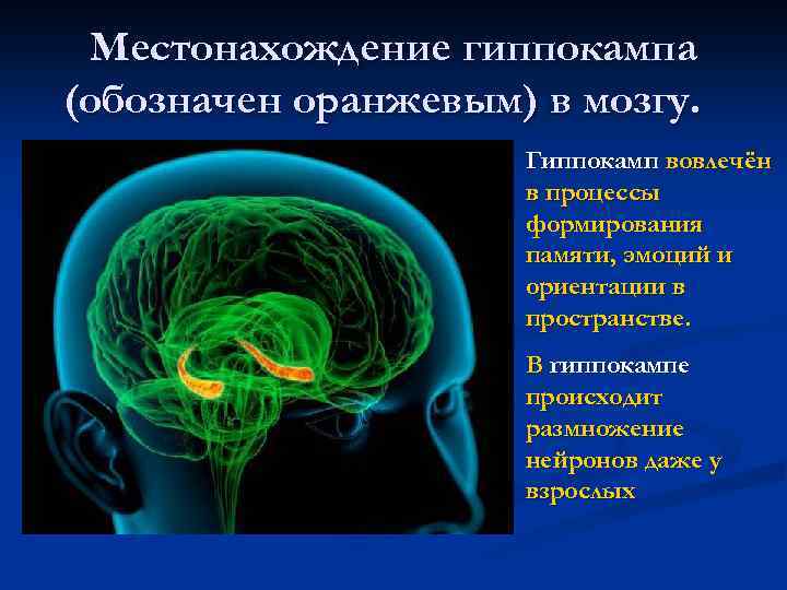 Гиппокамп. Гиппокамп функции кратко. Функции гиппокампа. Нейроны гиппокампа. Интегративная деятельность мозга.