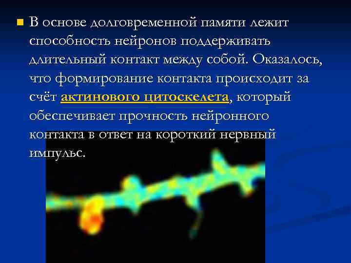 n В основе долговременной памяти лежит способность нейронов поддерживать длительный контакт между собой. Оказалось,