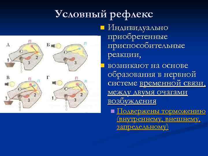 Условно рефлекторные рефлексы. Условно рефлекторные реакции это. Условные рефлексы головного мозга. Условный рефлекс мозг. Условные рефлексы это индивидуально приобретенные.