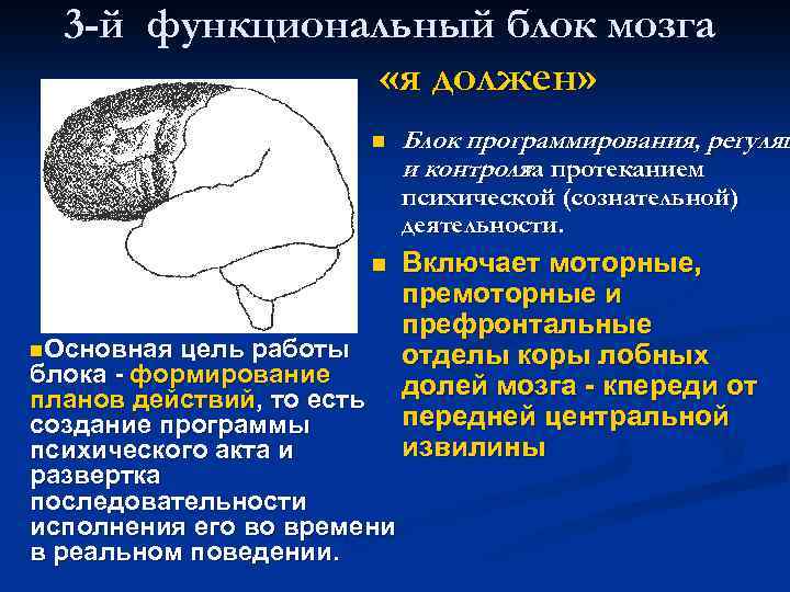 3 -й функциональный блок мозга «я должен» n Блок программирования, регуляц и контроля протеканием