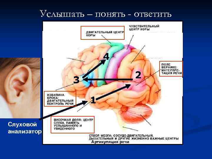 Услышать – понять - ответить 4 2 3 1 Слуховой анализатор Артикуляция речи 