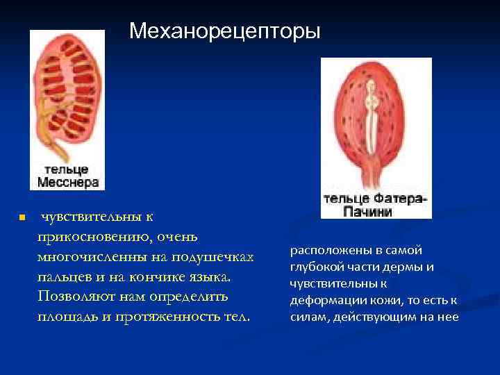 Механорецепторы n чувствительны к прикосновению, очень многочисленны на подушечках пальцев и на кончике языка.