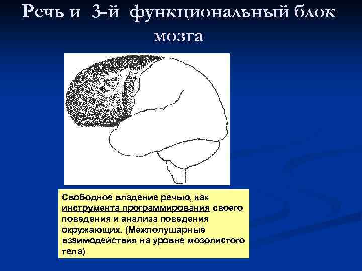 Блок мозгов. Второй блок мозга по Лурия. 3 Функциональных блока мозга. Морфо-функциональные блоки мозга. 1-Й блок мозга.