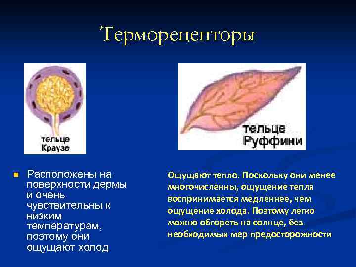 Терморецепторы n Расположены на поверхности дермы и очень чувствительны к низким температурам, поэтому они