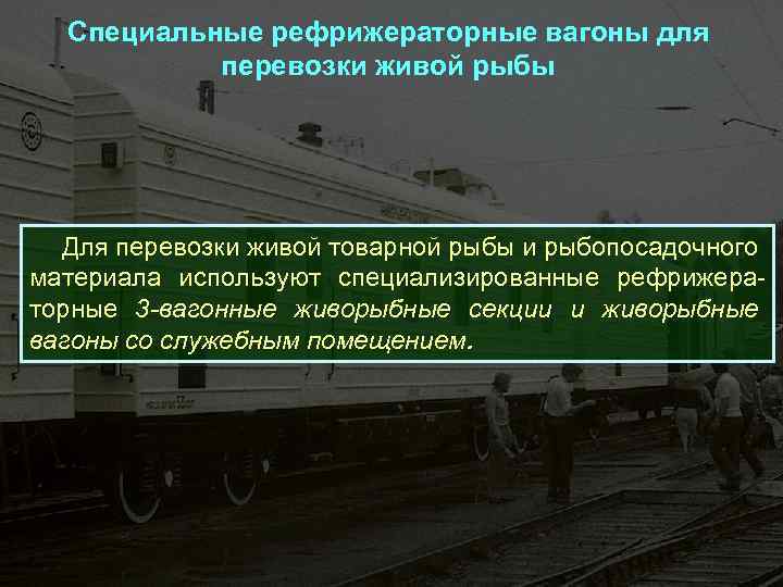 Специальные рефрижераторные вагоны для перевозки живой рыбы Для перевозки живой товарной рыбы и рыбопосадочного