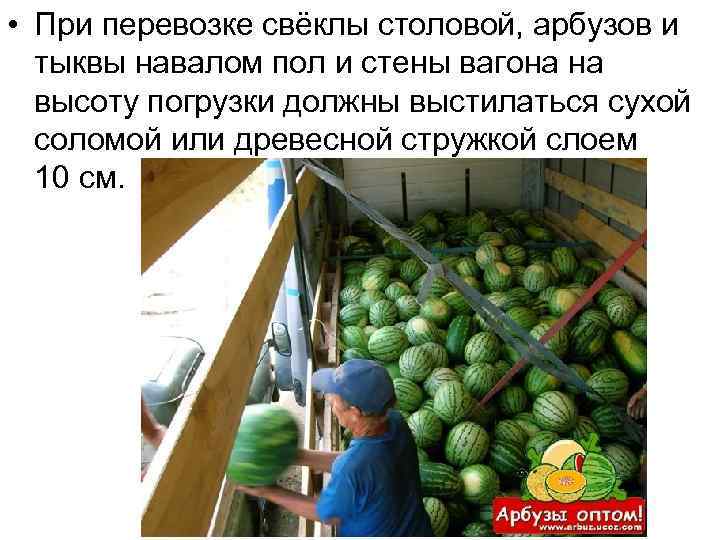  • При перевозке свёклы столовой, арбузов и тыквы навалом пол и стены вагона