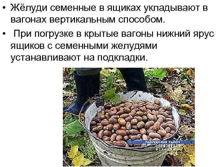  • Жёлуди семенные в ящиках укладывают в вагонах вертикальным способом. • При погрузке