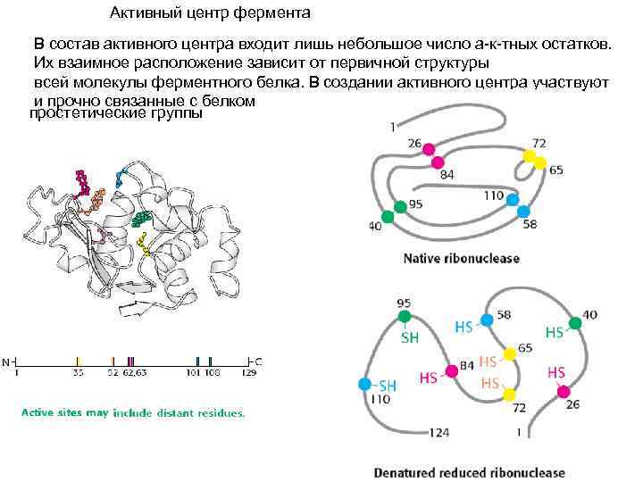 Характеристика активного центра