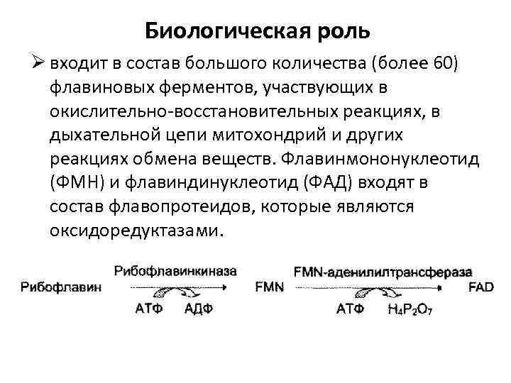 Биологическая роль Ø входит в состав большого количества (более 60) флавиновых ферментов, участвующих в