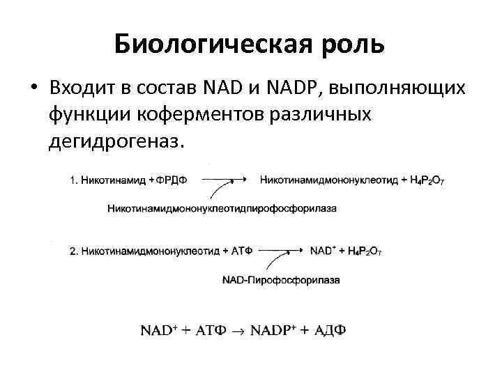 Биологическая роль • Входит в состав NAD и NADP, выполняющих функции коферментов различных дегидрогеназ.