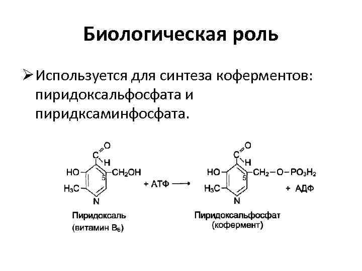 Биологическая роль Ø Используется для синтеза коферментов: пиридоксальфосфата и пиридксаминфосфата. 