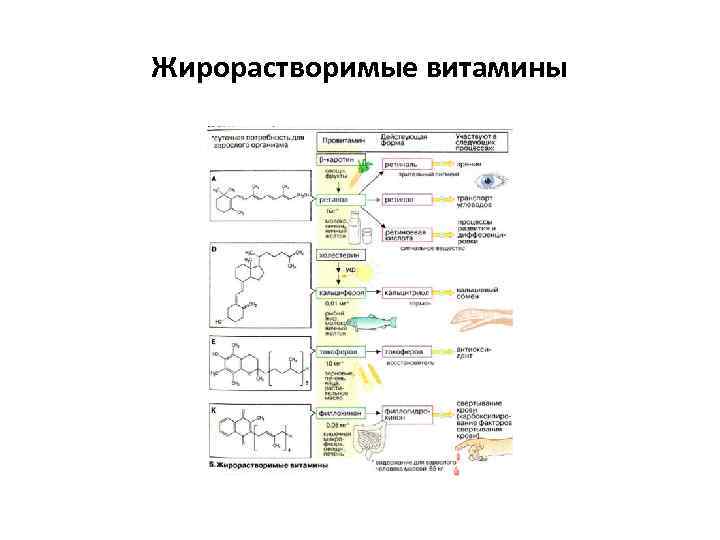Жирорастворимые витамины 