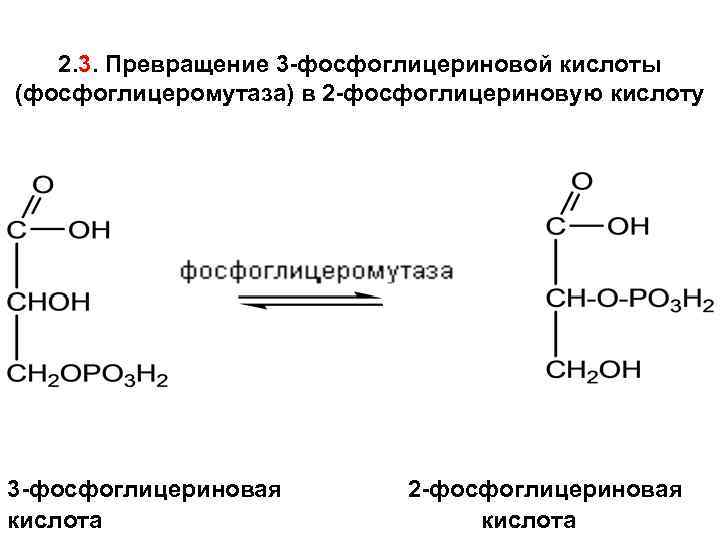 2. 3. Превращение 3 -фосфоглицериновой кислоты (фосфоглицеромутаза) в 2 -фосфоглицериновую кислоту 3 -фосфоглицериновая кислота