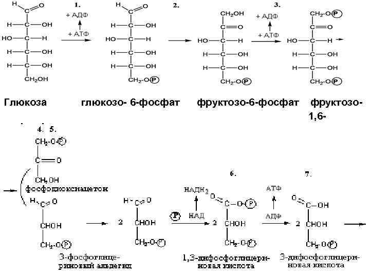 Первый искусственный синтез углеводов схема