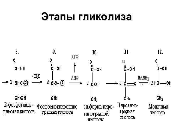 Этапы гликолиза 