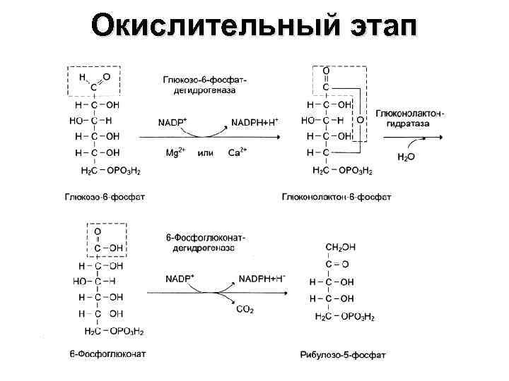 Окислительный этап 