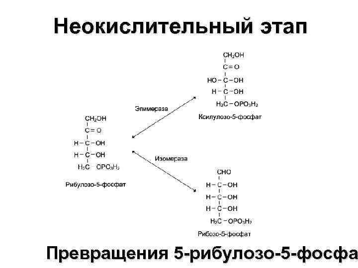 Неокислительный этап Превращения 5 -рибулозо-5 -фосфа 
