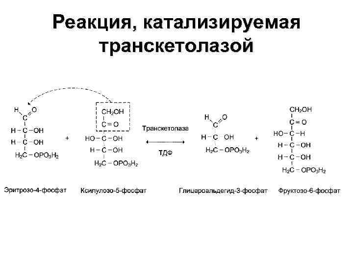 Реакция катализируемая алт. Транскетолаза класс фермента. Схема реакции катализируемой алт. Реакция катализируемая трипсином. Алт катализирует реакцию.